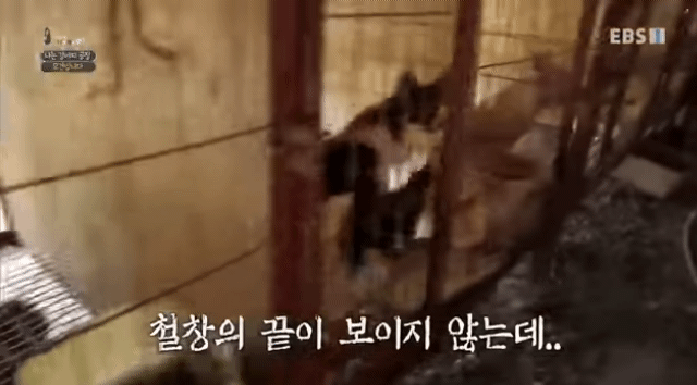 솔직히 펫샵이 어때서ㅠ 난 새끼때부터 함께하고 싶어. 특히 파티 포메라니안 제일 귀여움 | 인스티즈