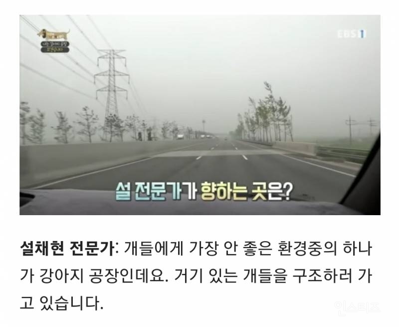 솔직히 펫샵이 어때서ㅠ 난 새끼때부터 함께하고 싶어. 특히 파티 포메라니안 제일 귀여움 | 인스티즈