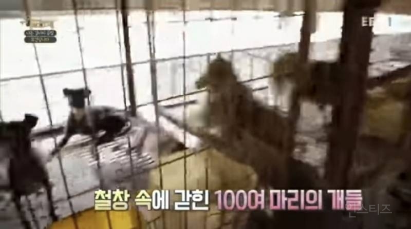 솔직히 펫샵이 어때서ㅠ 난 새끼때부터 함께하고 싶어. 특히 파티 포메라니안 제일 귀여움 | 인스티즈