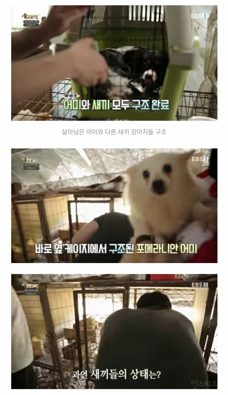 솔직히 펫샵이 어때서ㅠ 난 새끼때부터 함께하고 싶어. 특히 파티 포메라니안 제일 귀여움 | 인스티즈