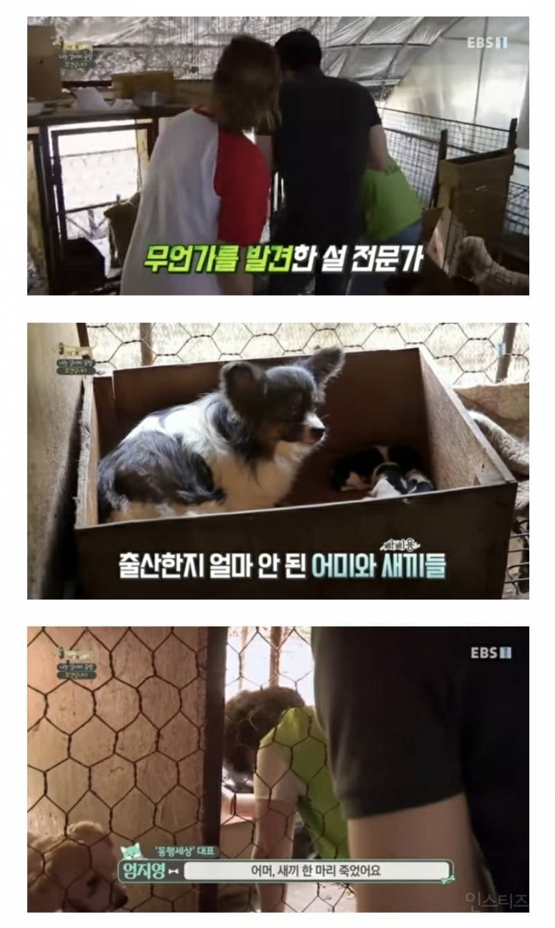 솔직히 펫샵이 어때서ㅠ 난 새끼때부터 함께하고 싶어. 특히 파티 포메라니안 제일 귀여움 | 인스티즈