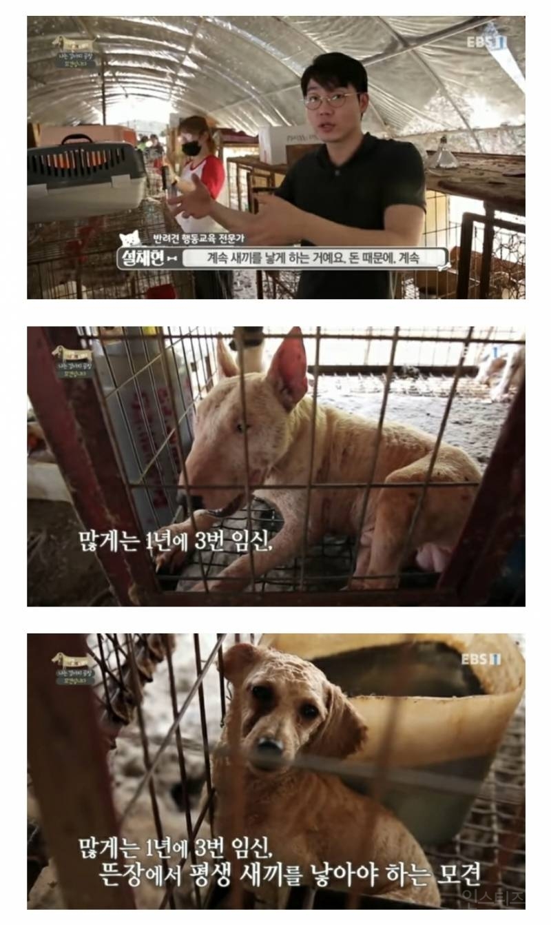 솔직히 펫샵이 어때서ㅠ 난 새끼때부터 함께하고 싶어. 특히 파티 포메라니안 제일 귀여움 | 인스티즈