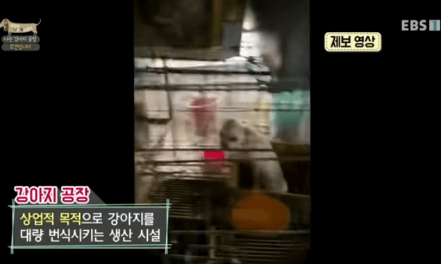 솔직히 펫샵이 어때서ㅠ 난 새끼때부터 함께하고 싶어. 특히 파티 포메라니안 제일 귀여움 | 인스티즈