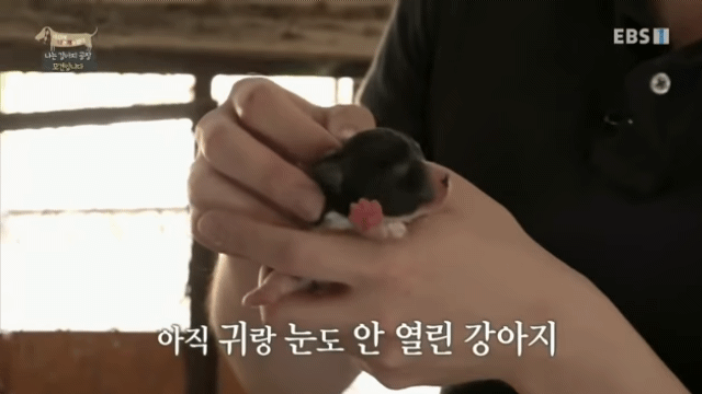 솔직히 펫샵이 어때서ㅠ 난 새끼때부터 함께하고 싶어. 특히 파티 포메라니안 제일 귀여움 | 인스티즈