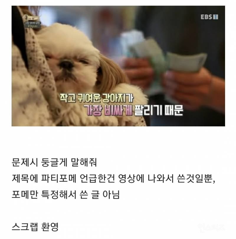 솔직히 펫샵이 어때서ㅠ 난 새끼때부터 함께하고 싶어. 특히 파티 포메라니안 제일 귀여움 | 인스티즈