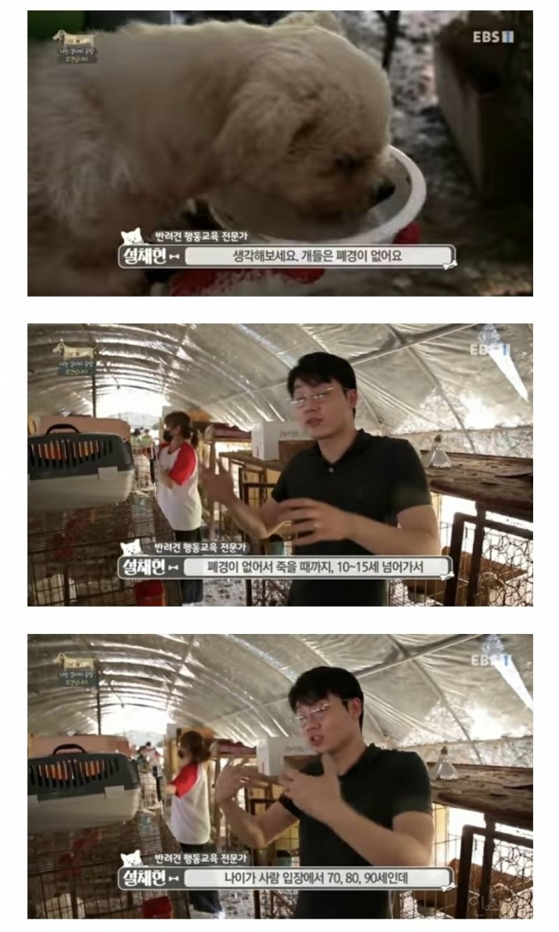 솔직히 펫샵이 어때서ㅠ 난 새끼때부터 함께하고 싶어. 특히 파티 포메라니안 제일 귀여움 | 인스티즈