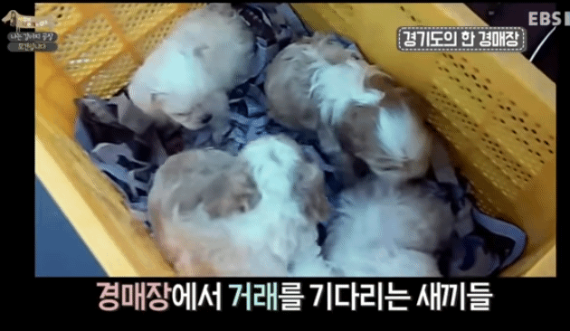솔직히 펫샵이 어때서ㅠ 난 새끼때부터 함께하고 싶어. 특히 파티 포메라니안 제일 귀여움 | 인스티즈