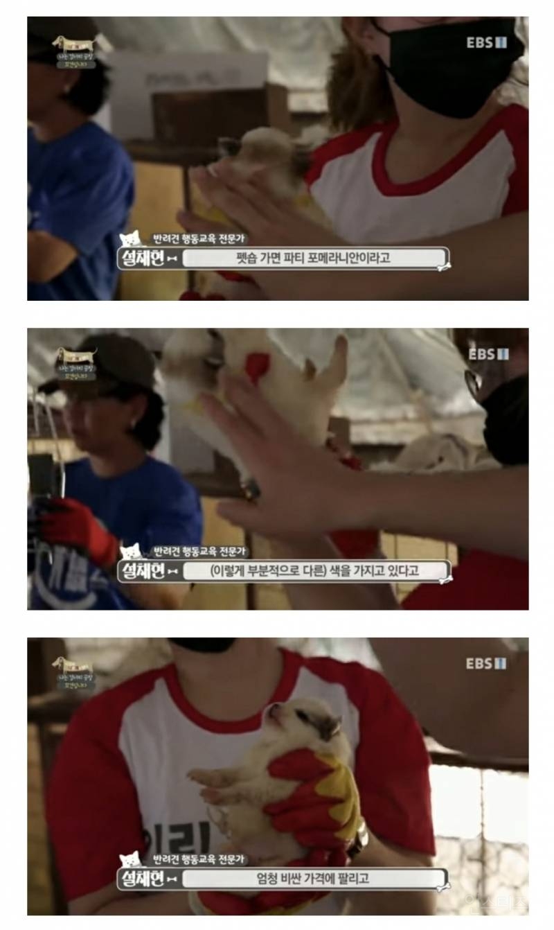 솔직히 펫샵이 어때서ㅠ 난 새끼때부터 함께하고 싶어. 특히 파티 포메라니안 제일 귀여움 | 인스티즈