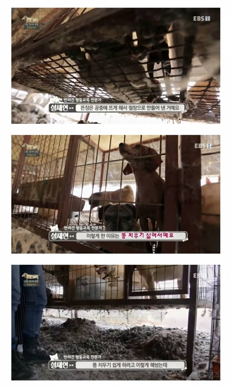 솔직히 펫샵이 어때서ㅠ 난 새끼때부터 함께하고 싶어. 특히 파티 포메라니안 제일 귀여움 | 인스티즈