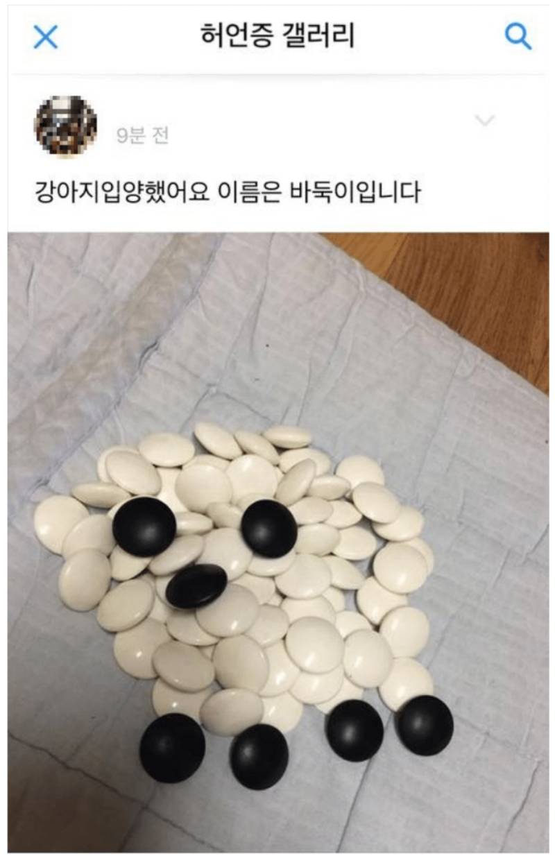 강아지 입양했어!! | 인스티즈
