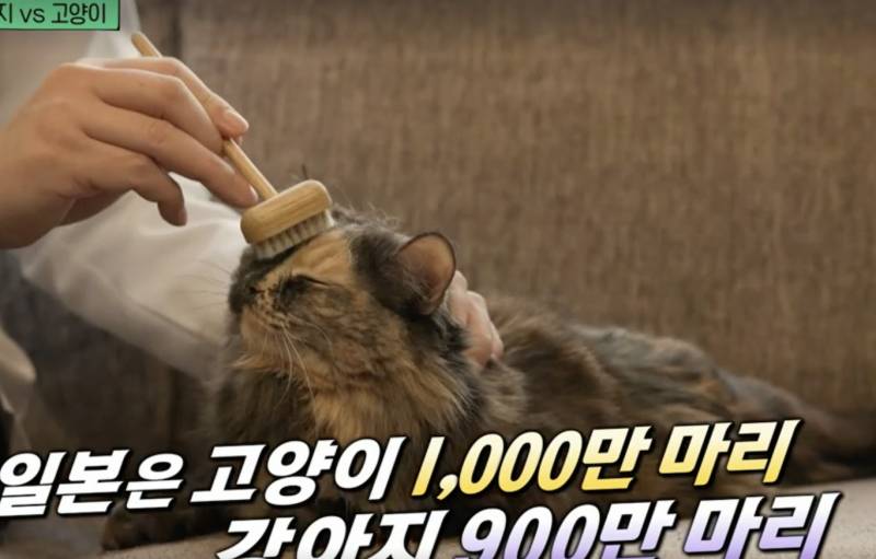 이거 고양이 솔인가? 이거 뭔지 아는 익인? | 인스티즈