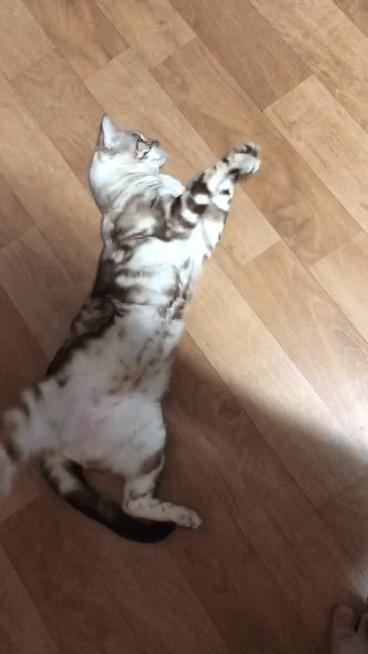 길다란 우리 고양이 볼래😍😍 | 인스티즈