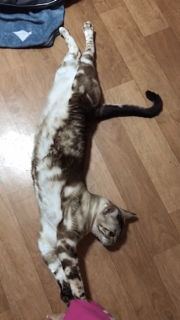 길다란 우리 고양이 볼래😍😍 | 인스티즈