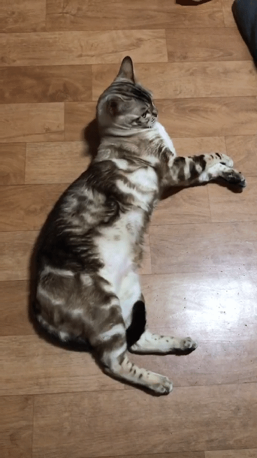 길다란 우리 고양이 볼래😍😍 | 인스티즈
