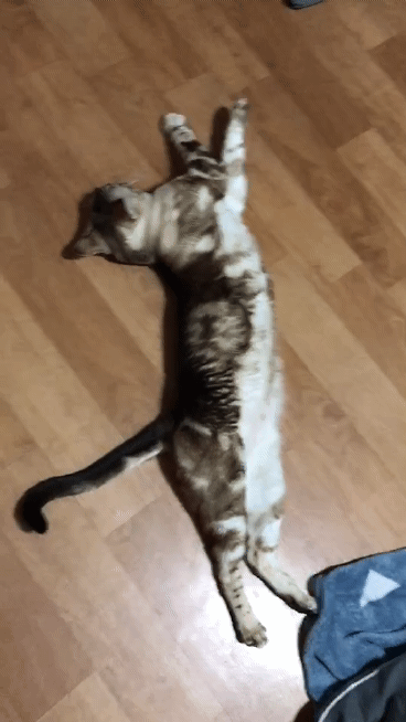 길다란 우리 고양이 볼래😍😍 | 인스티즈
