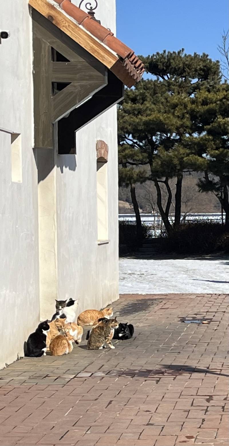 내가 익들 좋아하는거 가져왓다..고양이밭🐱🐱 | 인스티즈