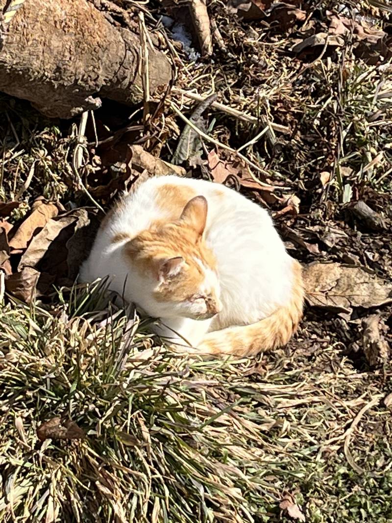내가 익들 좋아하는거 가져왓다..고양이밭🐱🐱 | 인스티즈