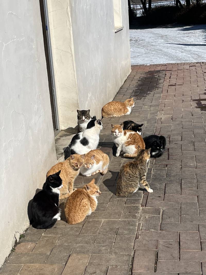 내가 익들 좋아하는거 가져왓다..고양이밭🐱🐱 | 인스티즈