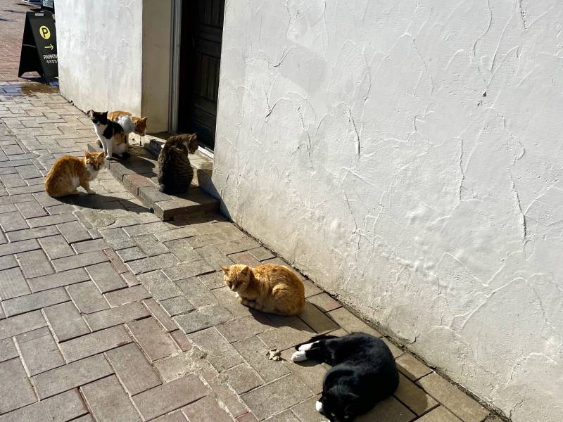 내가 익들 좋아하는거 가져왓다..고양이밭🐱🐱 | 인스티즈