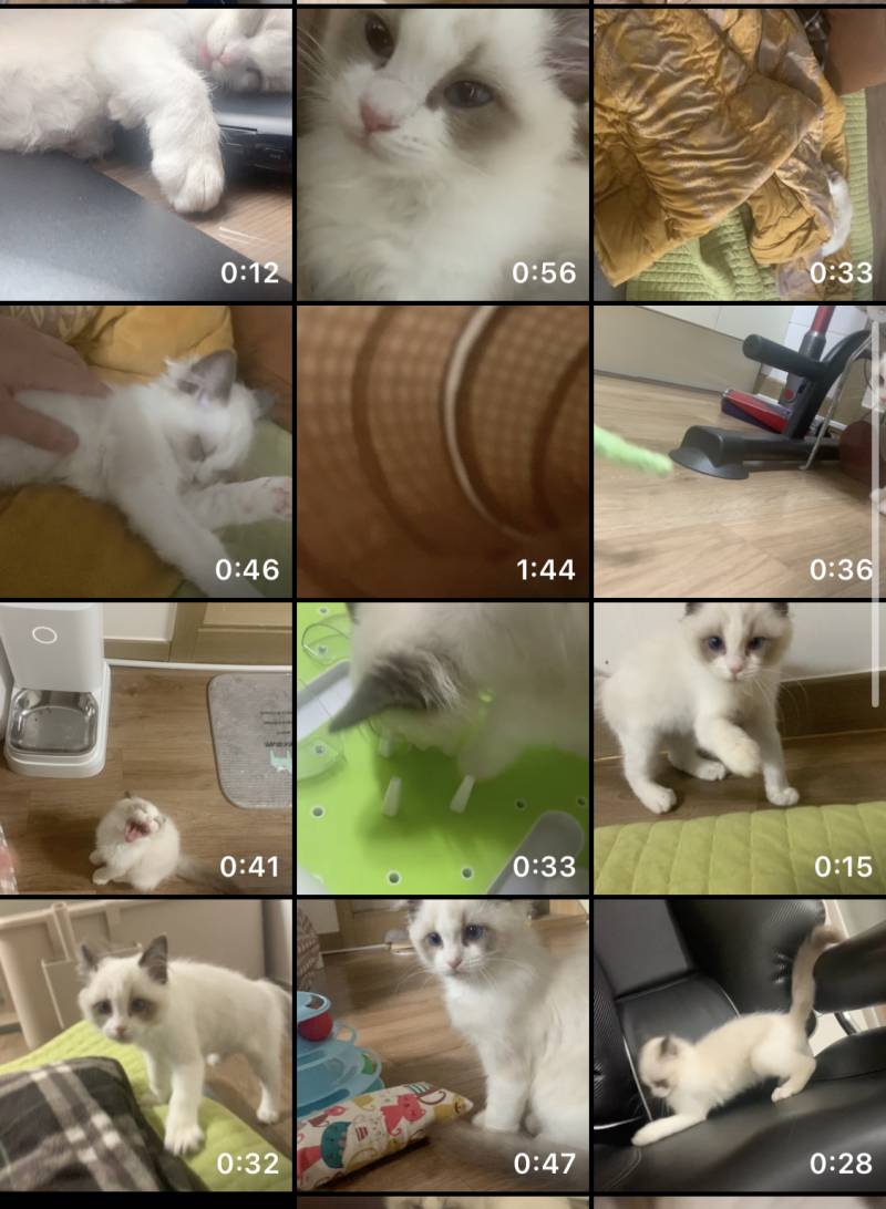 울집 고양이 너무 귀여워서 분리불안 옴 | 인스티즈