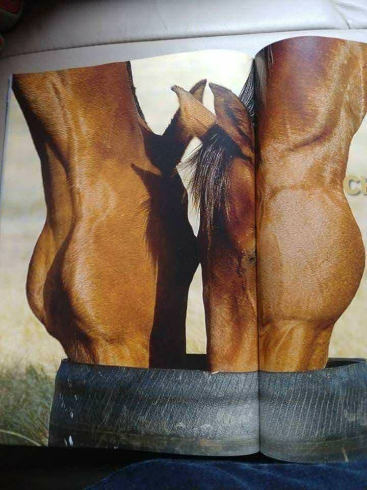 ㅎㅂㅈㅇ말이 머리를 맞대고 먹이를 먹는 사진입니다 | 인스티즈