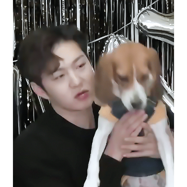 [잡담] 이창섭이 비글을 키우는 이유 | 인스티즈