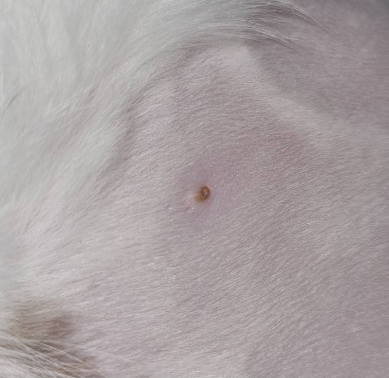 병원에서 고양이 젖꼭지 날려버렸어 이거 어떻게 해야 할까 | 인스티즈