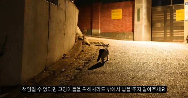 와 지금 핫한 캣맘 관련 영상보고왔어 | 인스티즈