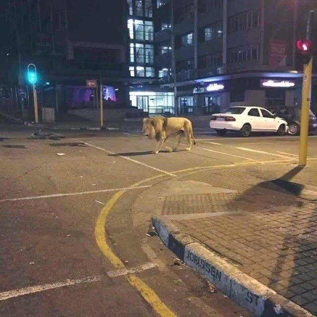 우리집앞 고양이 좀 데려가줄 사람? | 인스티즈