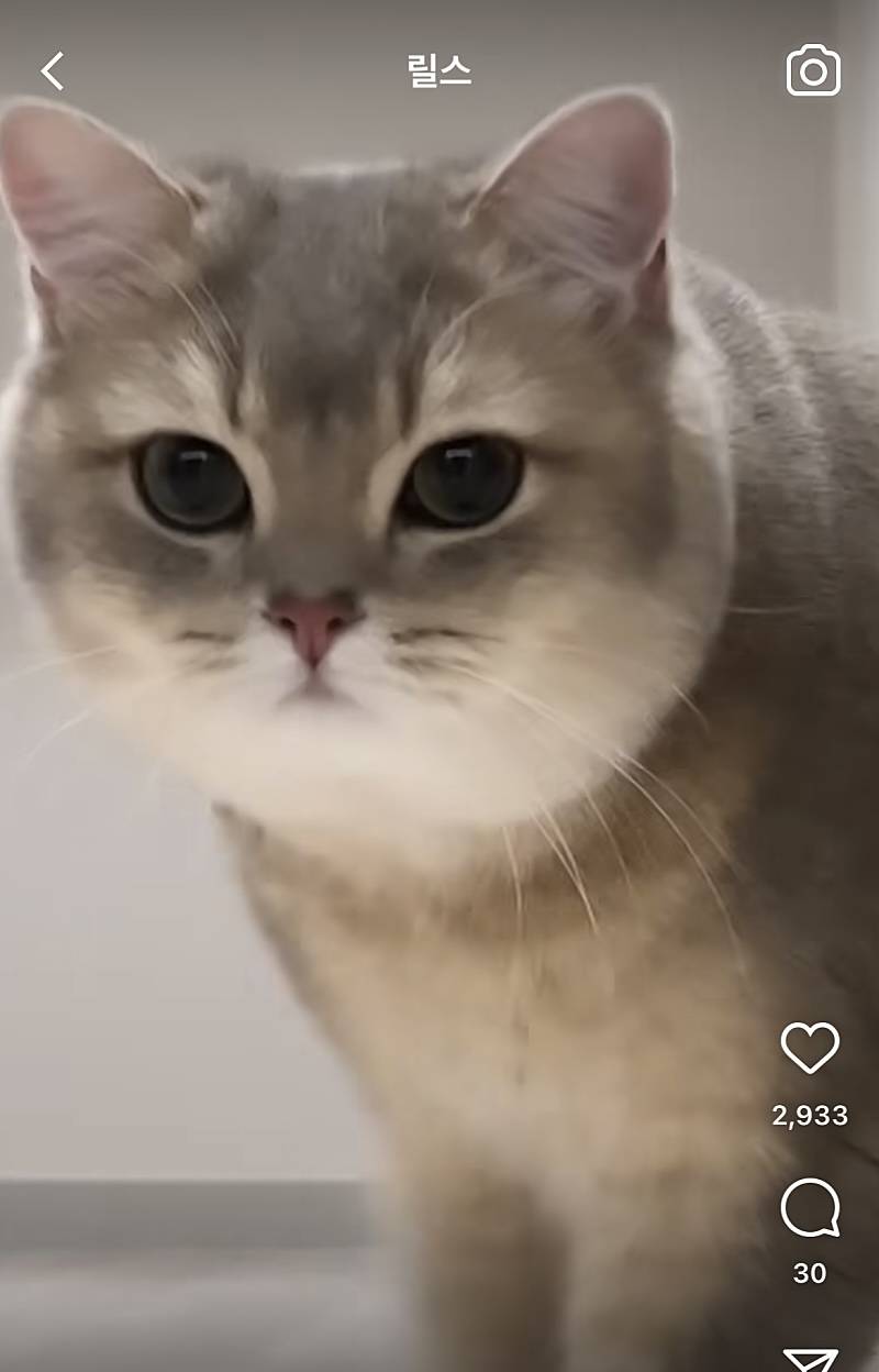 이 고양이 무슨 종이야?? | 인스티즈