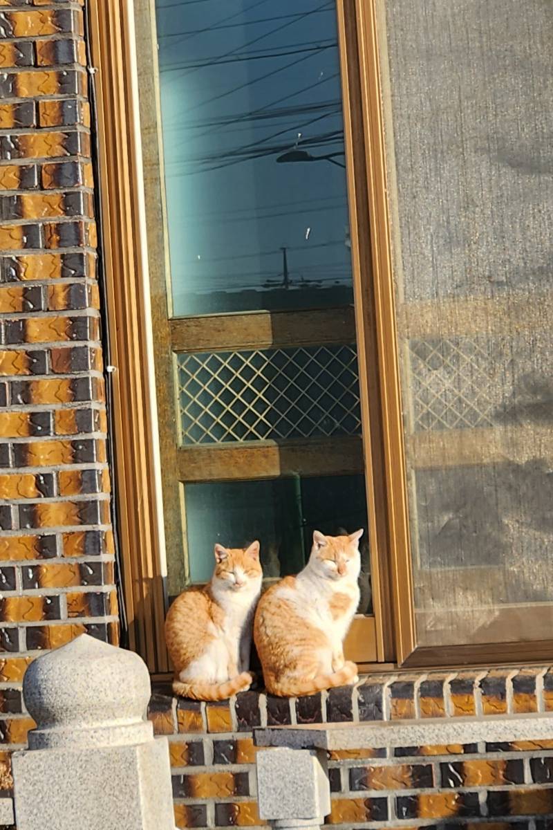 아침을 깨우는 고양이 | 인스티즈
