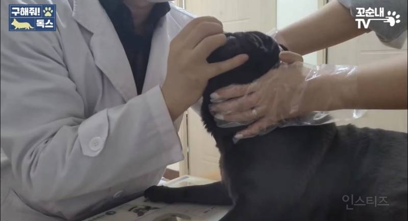 여름 휴가 가서 휴양지에 반려견 버리고 오는 사람들 | 인스티즈