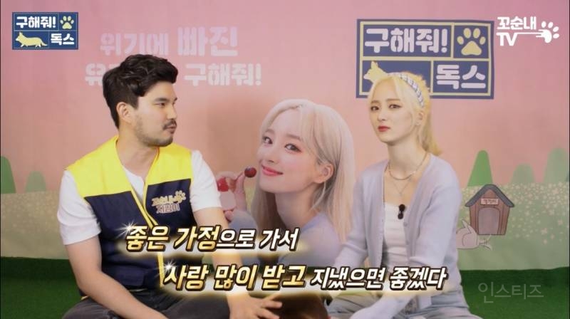 여름 휴가 가서 휴양지에 반려견 버리고 오는 사람들 | 인스티즈