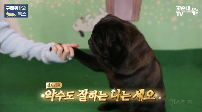 여름 휴가 가서 휴양지에 반려견 버리고 오는 사람들 | 인스티즈