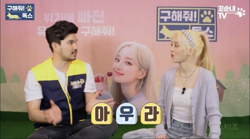 여름 휴가 가서 휴양지에 반려견 버리고 오는 사람들 | 인스티즈