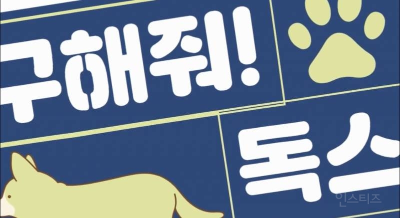 여름 휴가 가서 휴양지에 반려견 버리고 오는 사람들 | 인스티즈