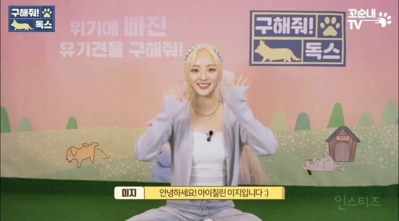 여름 휴가 가서 휴양지에 반려견 버리고 오는 사람들 | 인스티즈