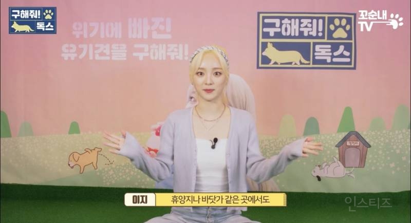 여름 휴가 가서 휴양지에 반려견 버리고 오는 사람들 | 인스티즈