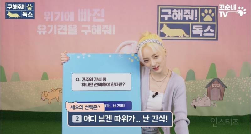 여름 휴가 가서 휴양지에 반려견 버리고 오는 사람들 | 인스티즈