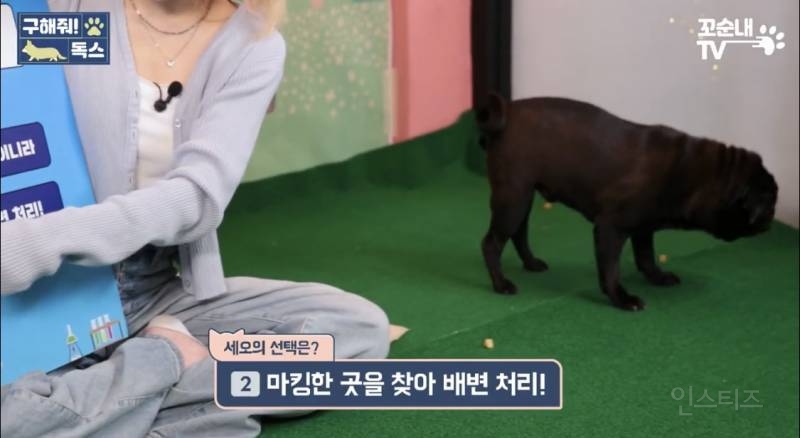 여름 휴가 가서 휴양지에 반려견 버리고 오는 사람들 | 인스티즈