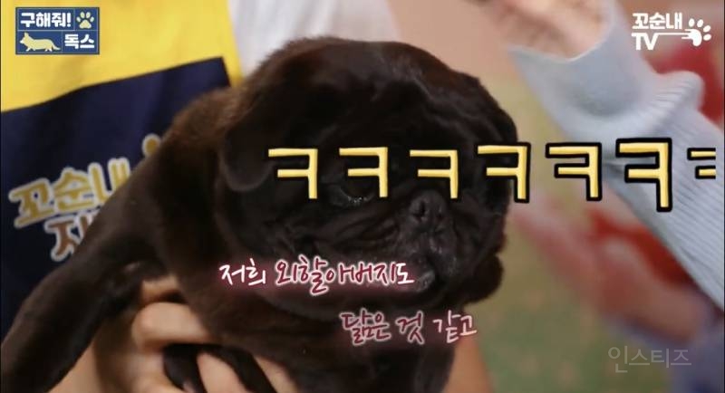 여름 휴가 가서 휴양지에 반려견 버리고 오는 사람들 | 인스티즈