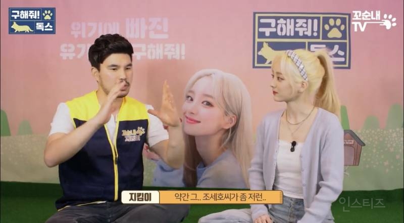 여름 휴가 가서 휴양지에 반려견 버리고 오는 사람들 | 인스티즈
