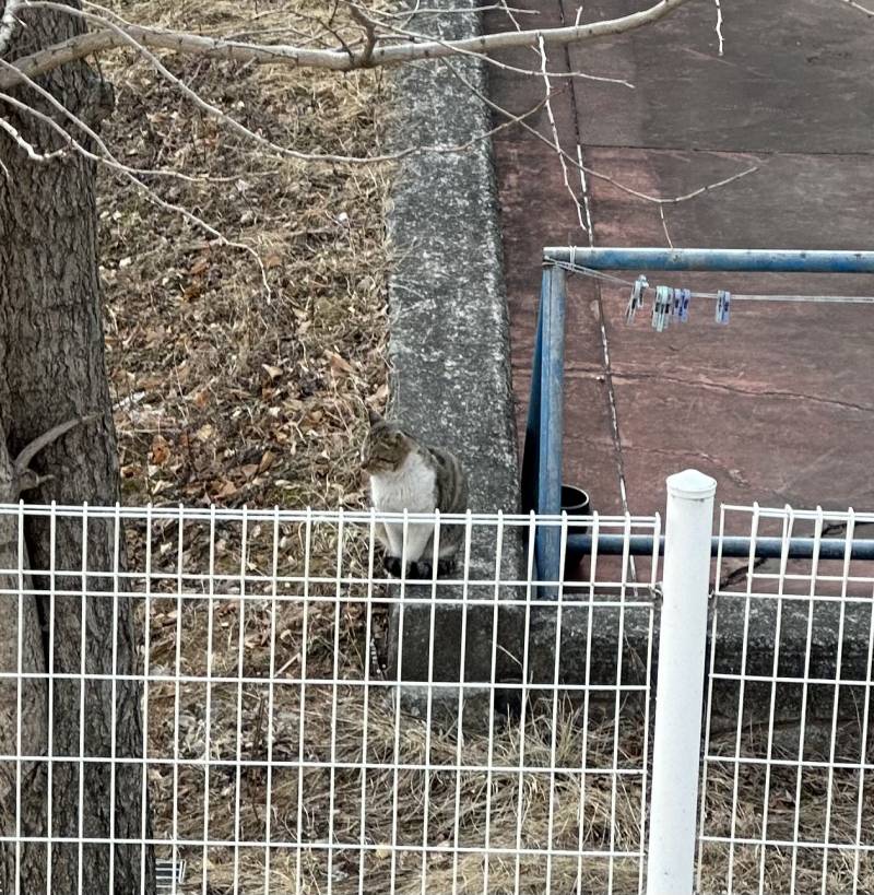 고양이 왜 울지,, | 인스티즈