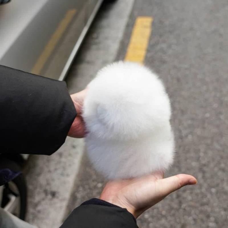 [잡담] 헐 이게 강아지래 | 인스티즈