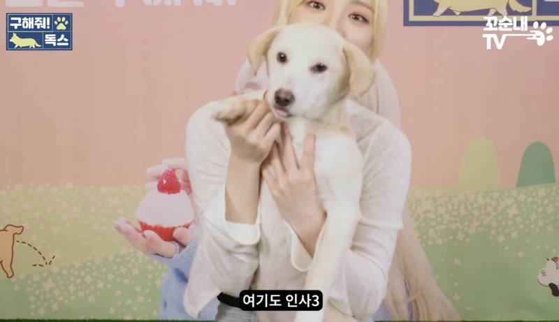 유기견이 식당에 들어와도 신경 안 쓰는 문화를 보고 배워야 하는 이유 | 인스티즈