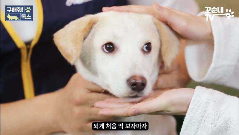 유기견이 식당에 들어와도 신경 안 쓰는 문화를 보고 배워야 하는 이유 | 인스티즈