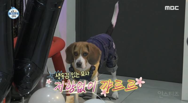 화생방급으로 방구 뀌는 비투비 이창섭 강아지 | 인스티즈