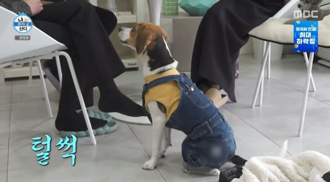 [잡담] 나혼산 이창섭 강아지 옷 정보 아시는분... | 인스티즈