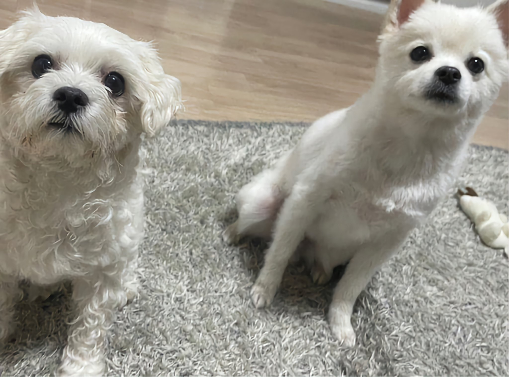 [잡담] 디케이지 강아지 입양한거 알아??? | 인스티즈