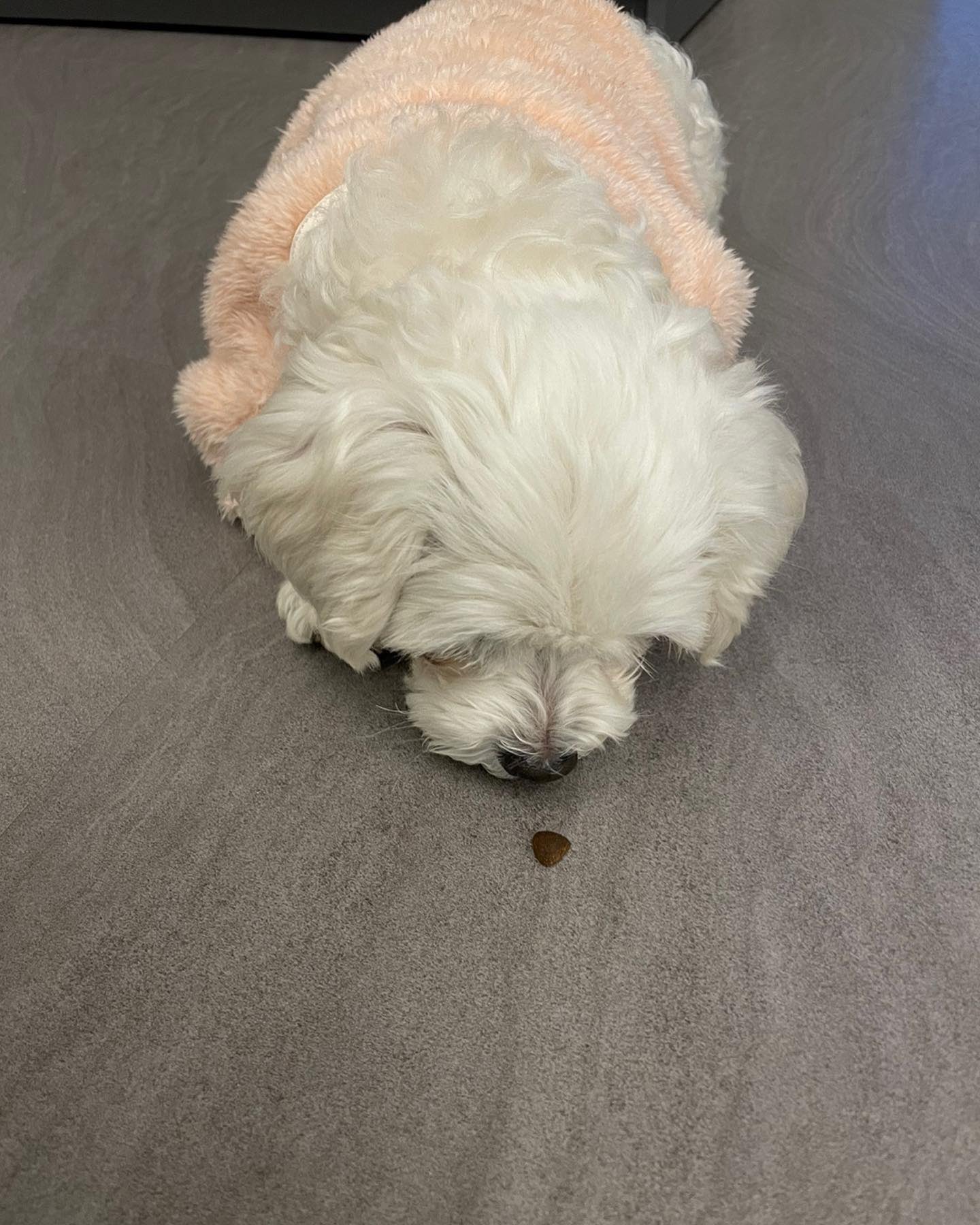 [잡담] 디케이지 강아지 입양한거 알아??? | 인스티즈